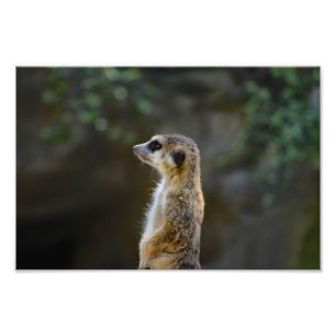 Los Angeles Zoo Fotodruck