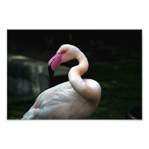 Los Angeles Zoo Fotodruck