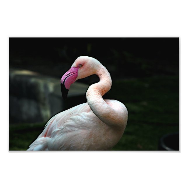 Los Angeles Zoo Fotodruck (Vorne)