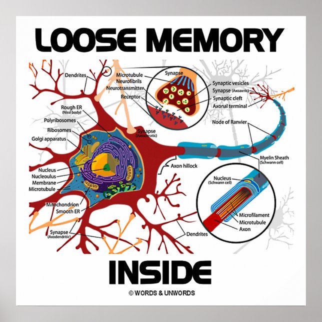 Lose Gedächtnisstütze (Neuron/Synapse) Poster (Vorne)