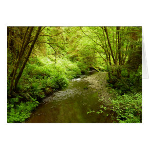Lost Man Creek I im Redwood Nationalpark