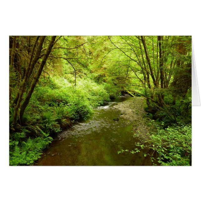 Lost Man Creek I im Redwood Nationalpark (Vorderseite (Horizontal))