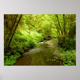 Lost Man Creek I im Redwood Nationalpark Poster