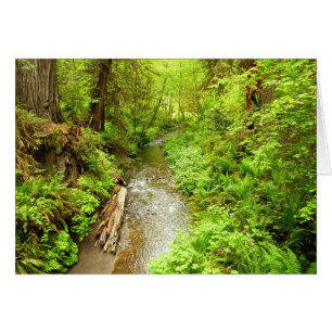 Lost Man Creek II à Redwood National Park