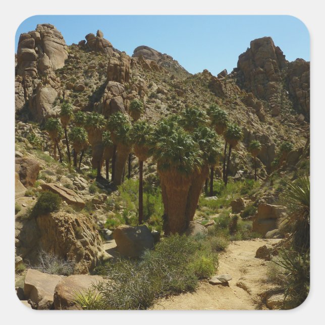 Lost Palms Oasis II im Joshua-Tree-Nationalpark Quadratischer Aufkleber (Vorderseite)