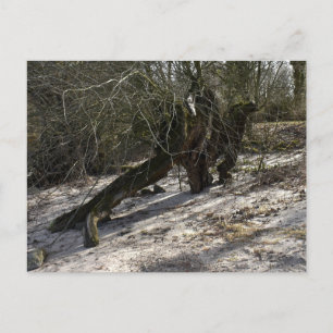 Lost Places , alter Baum am Ufer des Flusses Postkarte
