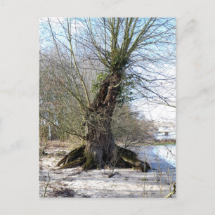 Lost Places , alter Baum am Ufer des Flusses Postkarte