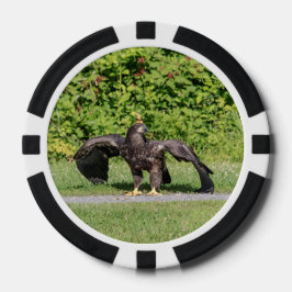 Lot De Jeton De Poker Aigle à tête blanche juvénile
