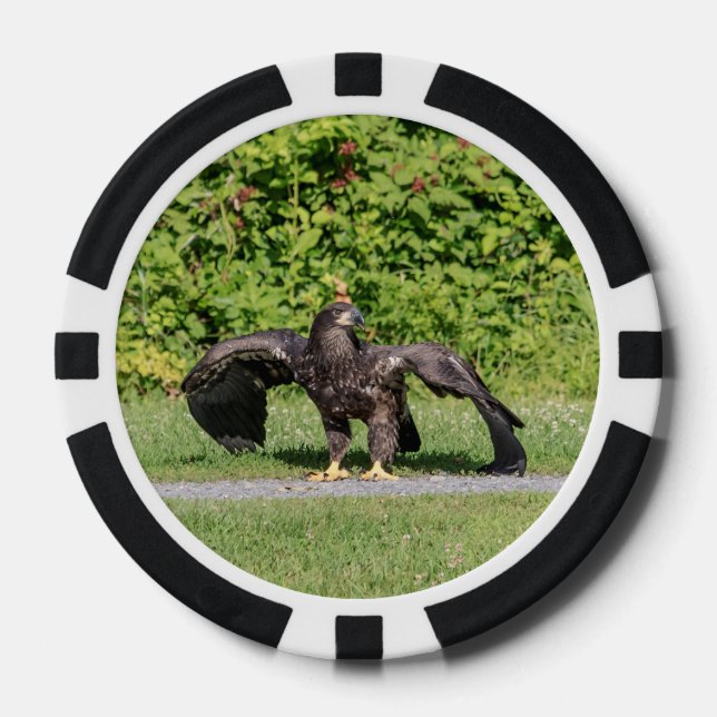 Lot De Jeton De Poker Aigle à tête blanche juvénile (Recto)
