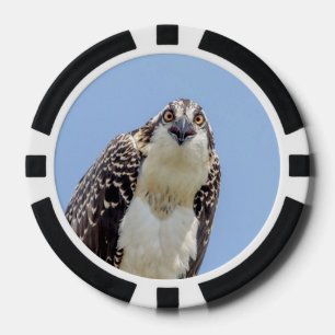 Lot De Jeton De Poker Closeup d'un balbuzard juvénile
