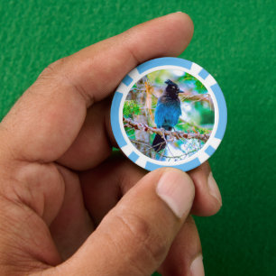 Lot De Jeton De Poker Steller's Jay - Photographie originale