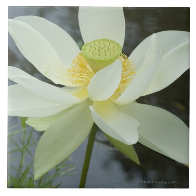 Lotos-Blume am Rand von Teich Florida Fliese (Vorderseite)
