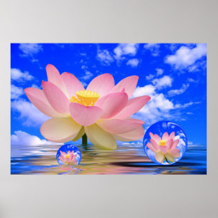 Lotos-Blume geboren im Wasser Poster