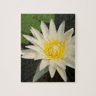 Lotos, Blume, Natur, Blüte, floral, Pflanze,