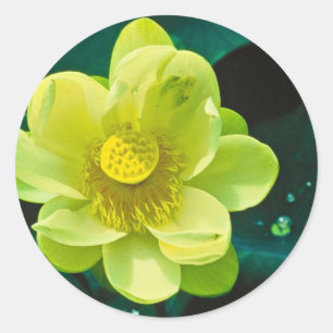 Lotos-Blume Runder Aufkleber