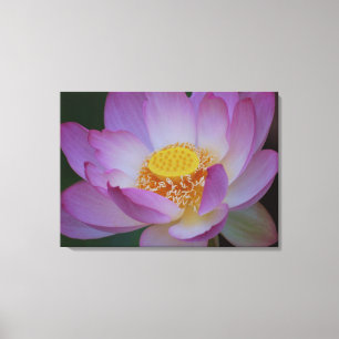Lotos-Blume und seine Bedeutung Leinwanddruck
