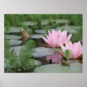 Lotos-Blume/Wasserlilie Poster