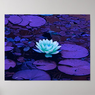 Lotos-Blumen-lila blauer Türkis-BlumenteichZen Poster