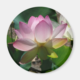 Lotos-Blumen-Magnet Magnet