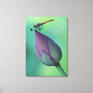 Lotos-Blumenknospe und eine Libelle Leinwanddruck