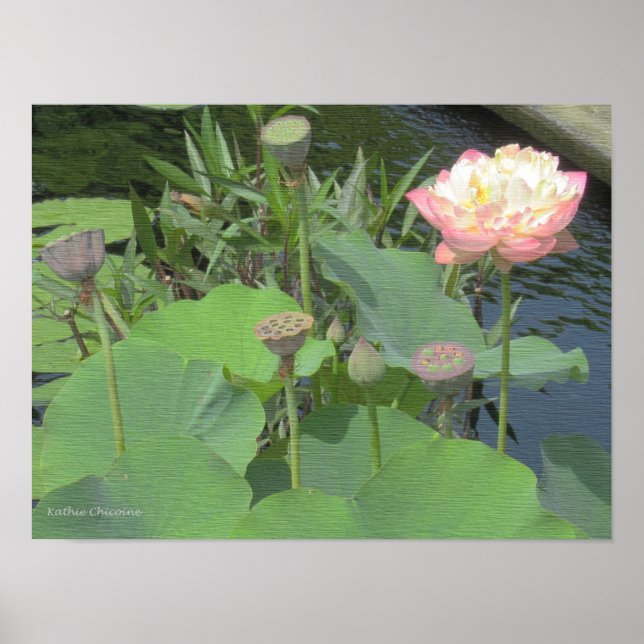 Lotos im Garten Poster (Vorne)