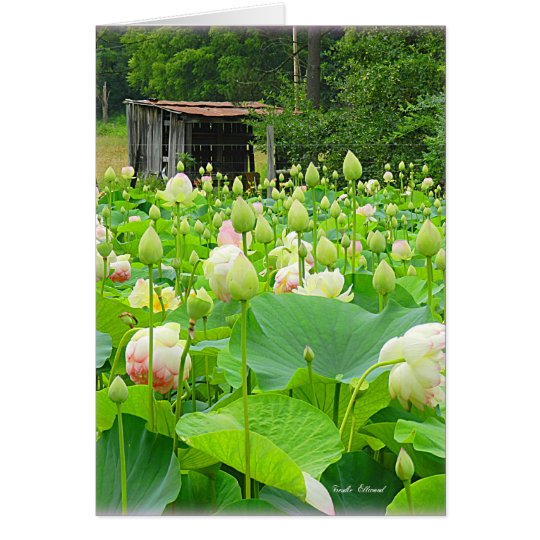 Lotos-Teich voll der blühenden Blumen Karte