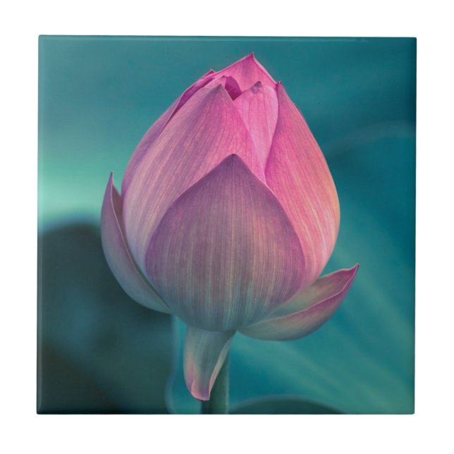 Lotos-Wasser-Lilien-Blume Fliese (Vorderseite)