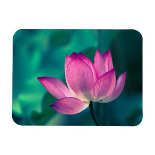 Lotos-Wasser-Lilien-Blume Magnet