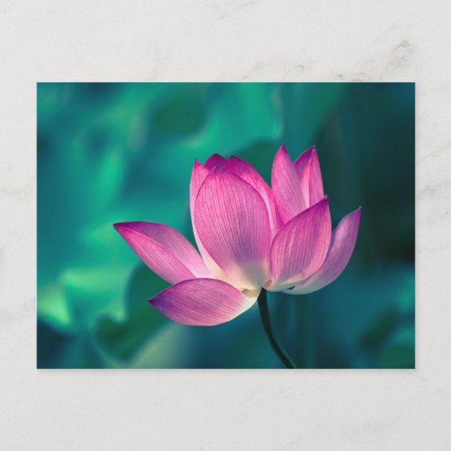 Lotos-Wasser-Lilien-Blume Postkarte (Vorderseite)