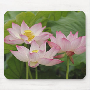 Lotosblume, Nelumbo nucifera, China 2 Mousepad