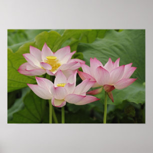 Lotosblume, Nelumbo nucifera, China 2 Poster