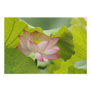 Lotosblume, Nelumbo nucifera, China Fotodruck