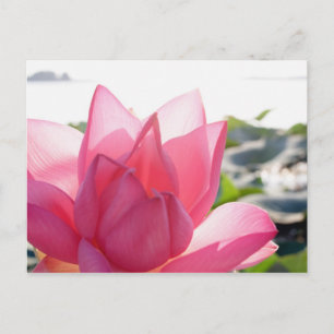 Lotosblume [Nelumbo speciosum] in voller Blüte Postkarte