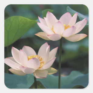 Lotosblüte in Blüte, China Quadratischer Aufkleber