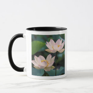 Lotosblüte in Blüte, China Tasse