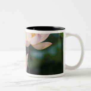 Lotosblüte in Blüte, China Zweifarbige Tasse