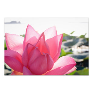 Lotosblüte [Nelumbo speciosum] in voller Blüte Fotodruck