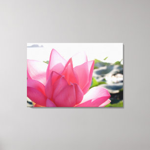 Lotosblüte [Nelumbo speciosum] in voller Blüte Leinwanddruck
