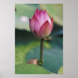 Lotosblütenknospe, Hangzhou, Provinz Zhejiang, Poster