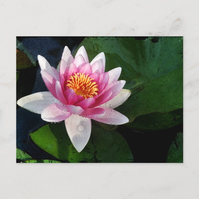 Lotus2 Postkarte (Vorderseite)