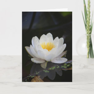 Lotus #2360 karte