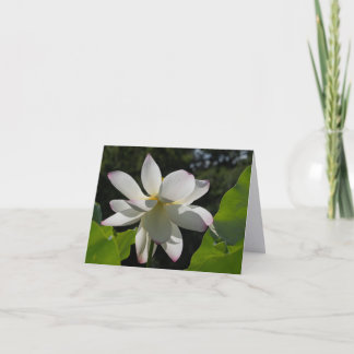 Lotus blanc | Les Cartes de Retour