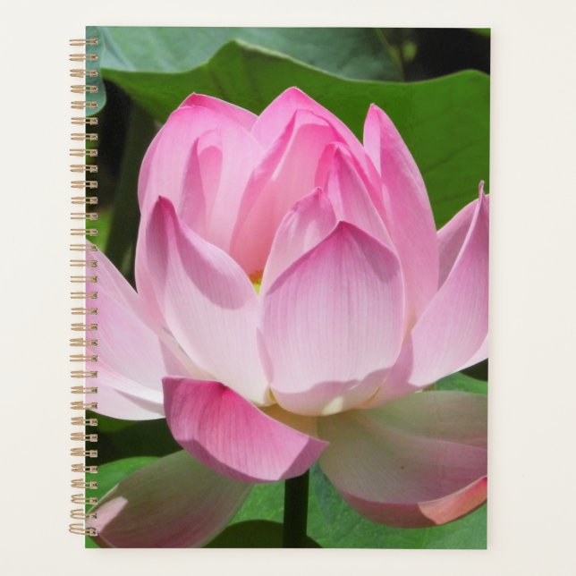Lotus Bloom rose (Devant)