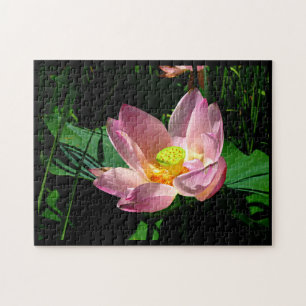 Lotus Blossom