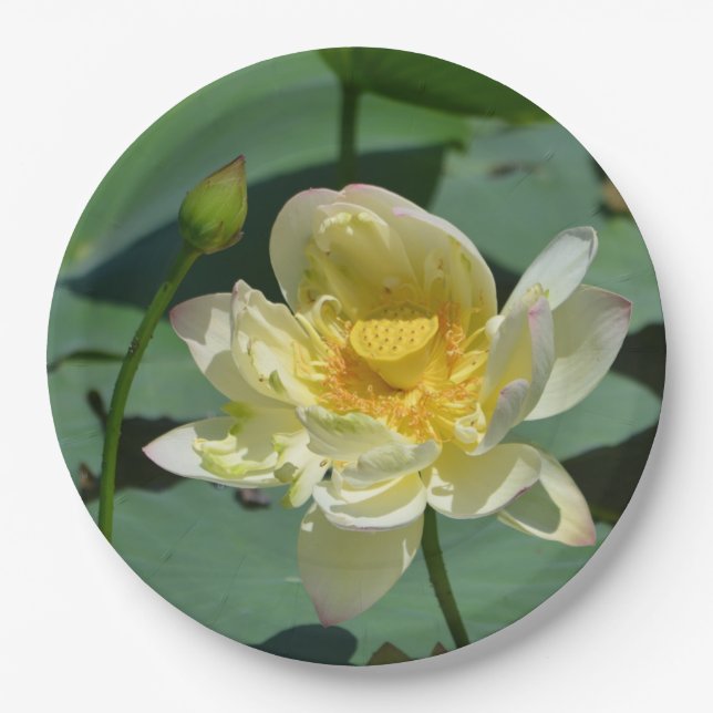 Lotus Blossom Pappteller (Vorderseite)