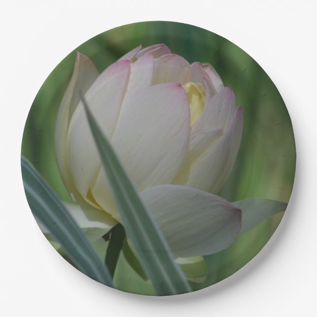 Lotus Blossom Pappteller (Vorderseite)