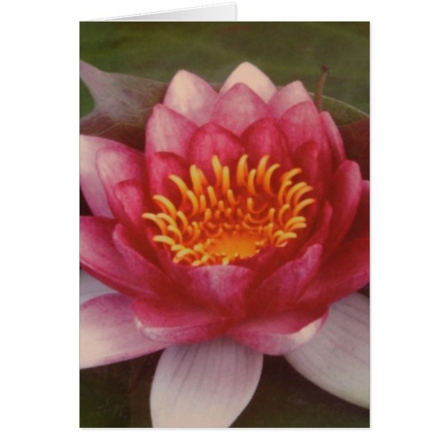 Lotus Blossom - Par Logan Guinn (Devant)