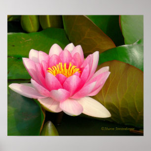 LOTUS BLOSSOM, PINK MIT GOLDZENTRUM AUF LILY PADS POSTER