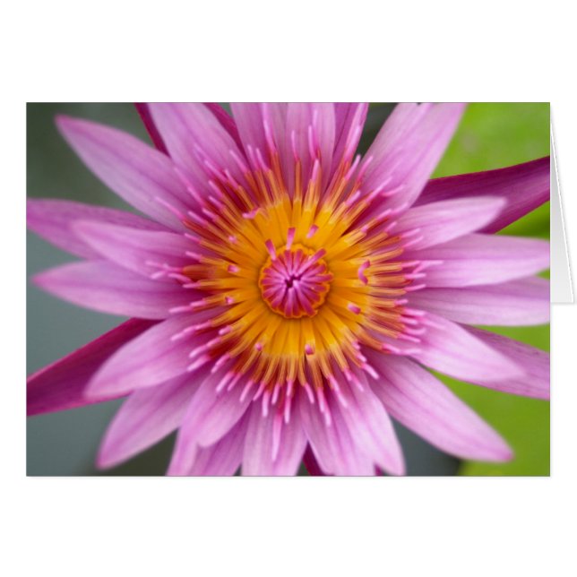 Lotus-Blume (Vorderseite (Horizontal))