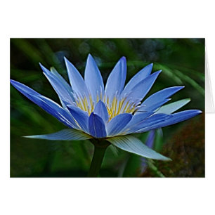 Lotus-Blume